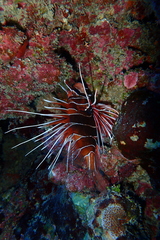 Pterois radiata