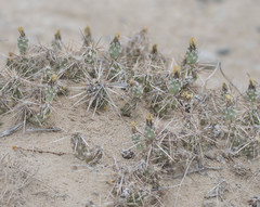 Grusonia aggeria