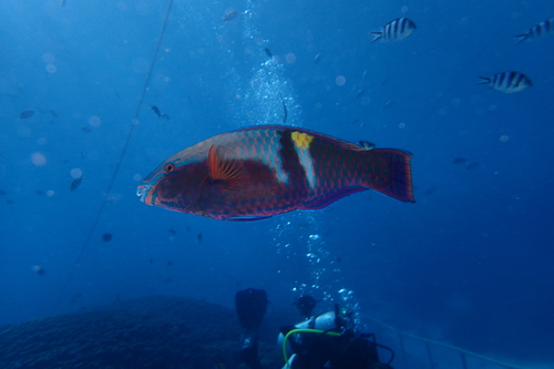 Schlegel's parrotfish (Scarus schlegeli) — Scaridae