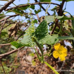 Luffa aegyptiaca