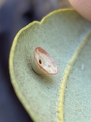 Paracraspis patelloides