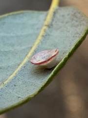 Paracraspis patelloides