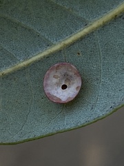 Paracraspis patelloides