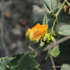 Abutilon indicum