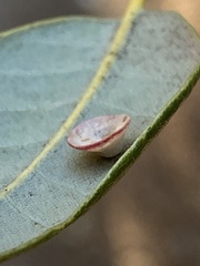 Paracraspis patelloides