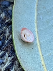 Paracraspis patelloides