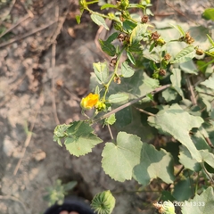 Abutilon indicum