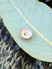 Paracraspis patelloides