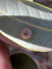 Paracraspis patelloides