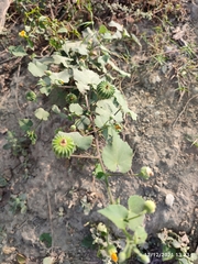 Abutilon indicum