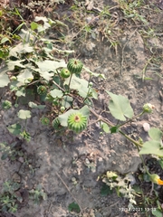 Abutilon indicum