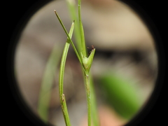 Scleria mackaviensis