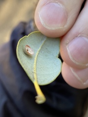 Paracraspis patelloides