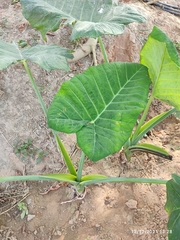 Colocasia esculenta