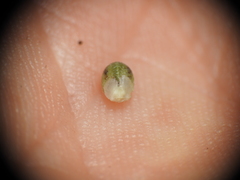 Scleria mackaviensis