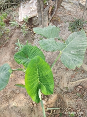 Colocasia esculenta