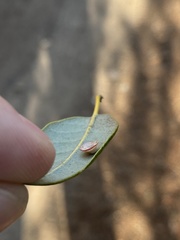 Paracraspis patelloides