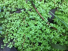 Callitriche muelleri