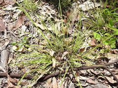 Scleria mackaviensis