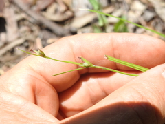 Scleria mackaviensis
