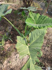 Colocasia esculenta