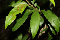 Argophyllum nullumense