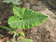 Colocasia esculenta