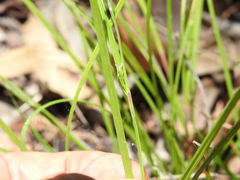 Scleria mackaviensis