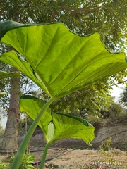 Colocasia esculenta