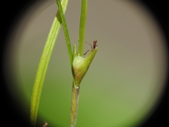 Scleria mackaviensis