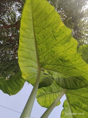 Colocasia esculenta