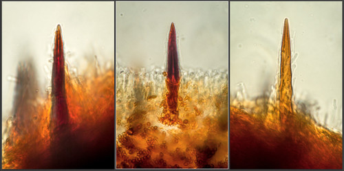 brown-toothed crust fungus