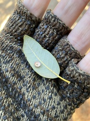 Paracraspis patelloides