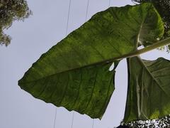Colocasia esculenta