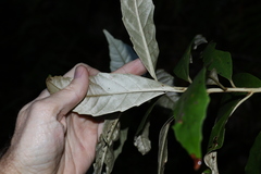 Argophyllum nullumense