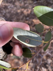 Paracraspis patelloides