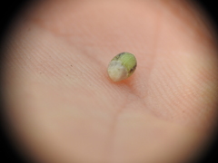 Scleria mackaviensis