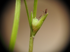 Scleria mackaviensis