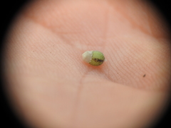 Scleria mackaviensis