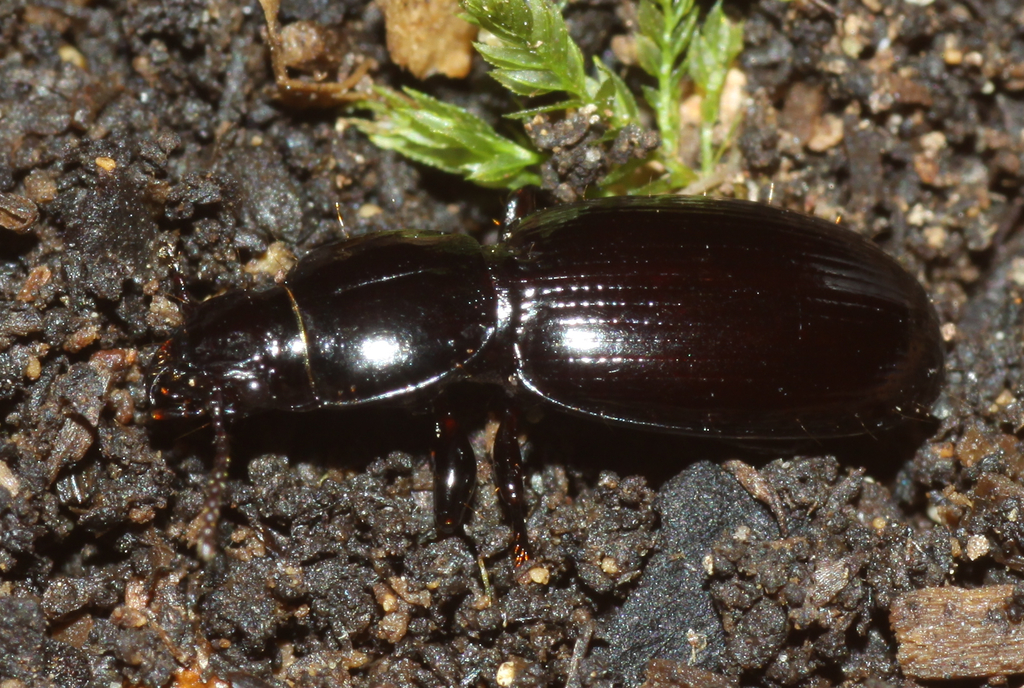 Diglymma obtusum