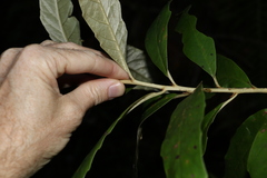 Argophyllum nullumense