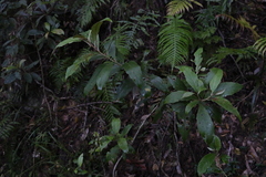Argophyllum nullumense