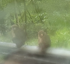 Macaca thibetana