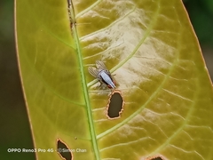 Homoneura discoglauca