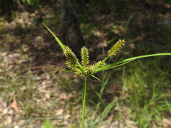 Cyperus cyperoides