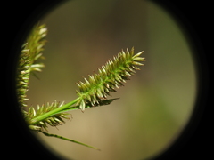 Cyperus cyperoides