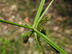 Cyperus cyperoides