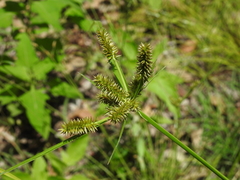 Cyperus cyperoides