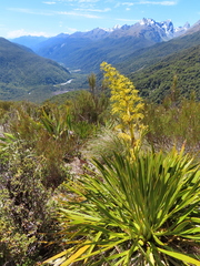 Aciphylla horrida