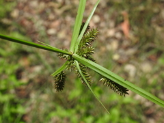 Cyperus cyperoides